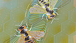 Primer plano del diseño de abeja y metalización de líneas finas, creada con la tecnología KINEGRAM ZERO.ZERO exclusiva